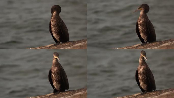 一种鸬鹚 (Phalacrocorax carbo) 在吐水器上抛光羽毛