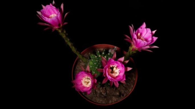 四朵红色仙人掌花从芽到全花的延时镜头同时隔离在黑色背景上，4k顶视图视频，特写b卷镜头。