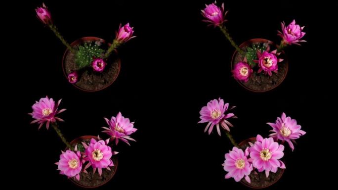四朵红色仙人掌花从芽到全花的延时镜头同时隔离在黑色背景上，4k顶视图视频，特写b卷镜头。