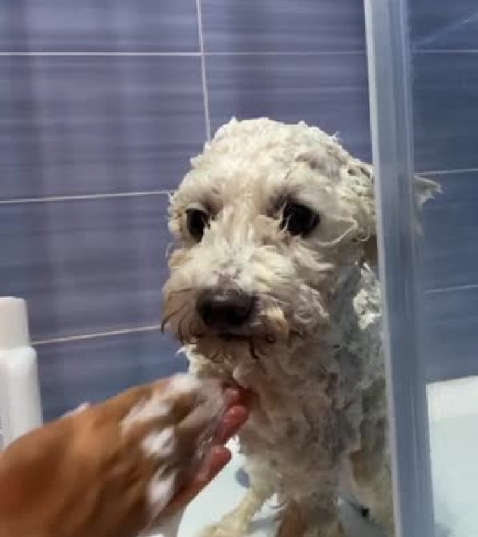 一个无法识别的人在家洗澡和洗他的白色卷毛狗的垂直视频。