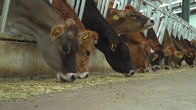 奶牛喂养 奶牛大型养殖场 奶牛产奶现场