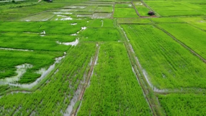 农村水稻种植土地整备的鸟瞰图