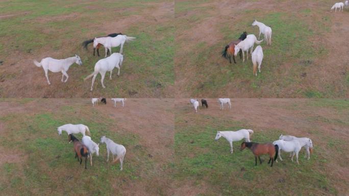 野马站在美丽的绿草上。马群，野马鸟瞰图