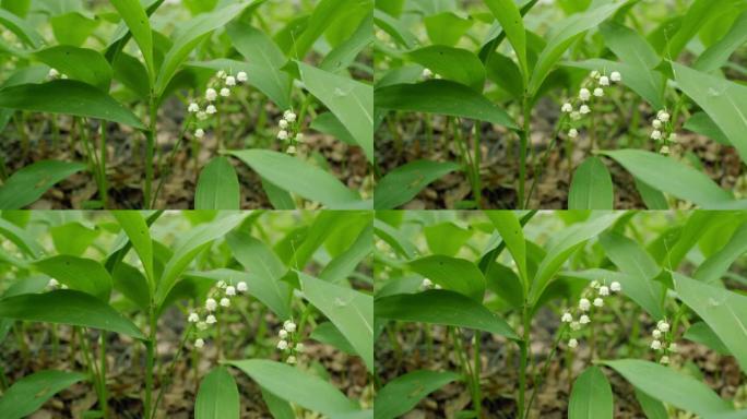 美丽的铃兰。森林空地上有山谷的白百合。Convallaria majalis。慢动作。