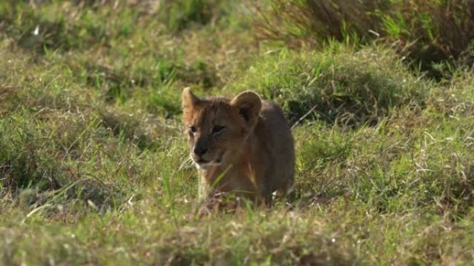 狮子小猫在肯尼亚马赛马拉国家公园的灌木丛中奔跑。狮子-豹狮子座动物之王。狮子-最大的非洲猫。大草原绿