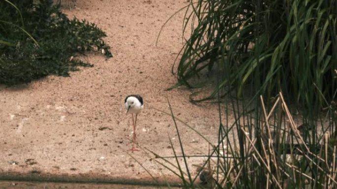 黑翼高跷湿地湖泊鸟类生态环境保护野生动物
