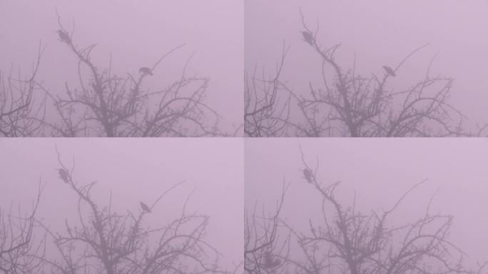 雾中的腐肉乌鸦