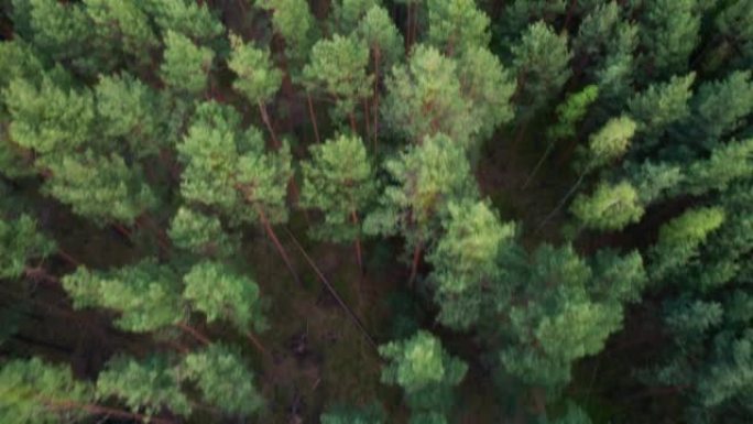 飞越森林。高大的树木。直升机上的景色。直升机搜索。摄像机在不同高度的前向运动。版本2