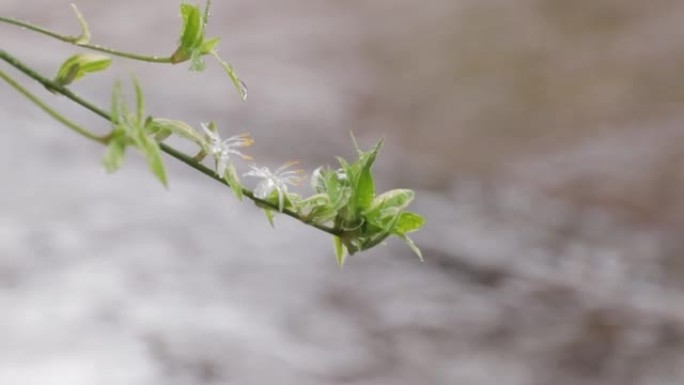 背景模糊的绿花慢动作，绿叶