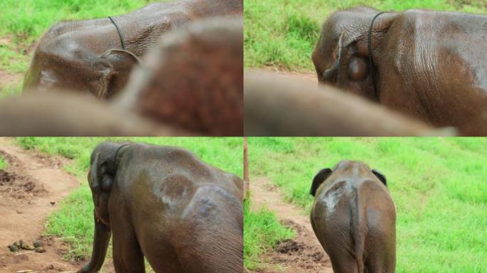 4k电影慢动作野生动物自然镜头，一只大象小牛在阳光明媚的日子里从泰国清迈山区的丛林中近距离行走。