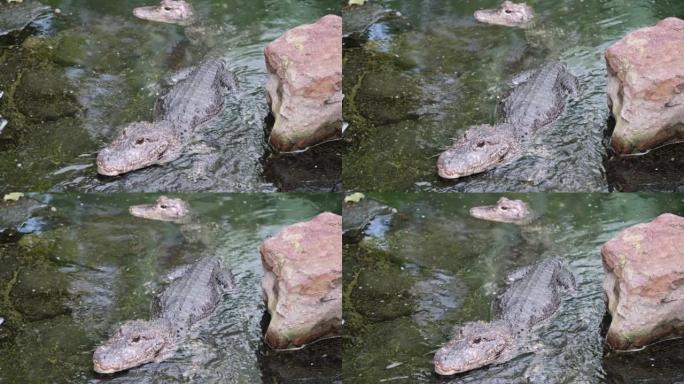 扬子鳄 (扬子鳄) 在水中