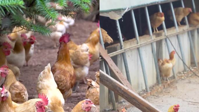 【镜头合集】乡村生态养鸡场竖版（1）