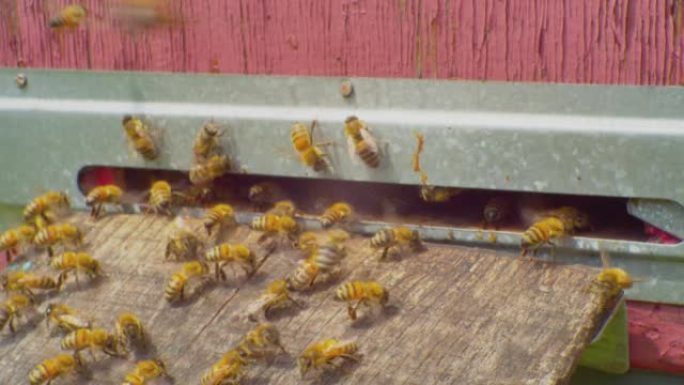 延时，快速运动。在阳光明媚的夏日，蜜蜂起飞并飞入木制蜂箱的入口。特写