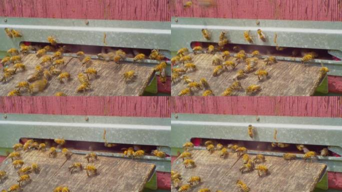 延时，快速运动。在阳光明媚的夏日，蜜蜂起飞并飞入木制蜂箱的入口。特写