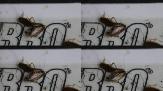 蟑螂被胶水夹住了