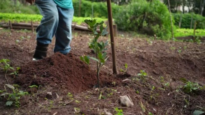 人在地上种一棵树，用泥土覆盖幼苗。老人种树