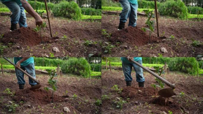 人在地上种一棵树，用泥土覆盖幼苗。老人种树