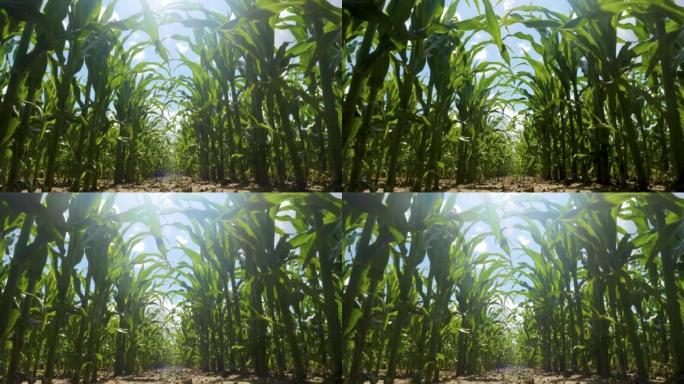 玉米植物农场。玉米地的边缘，玉米秸秆，叶子和流苏在微风中挥舞。农业农业综合企业。绿叶玉米在田间和蓝天