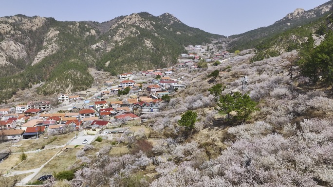 航拍崂山北九水的春天景色