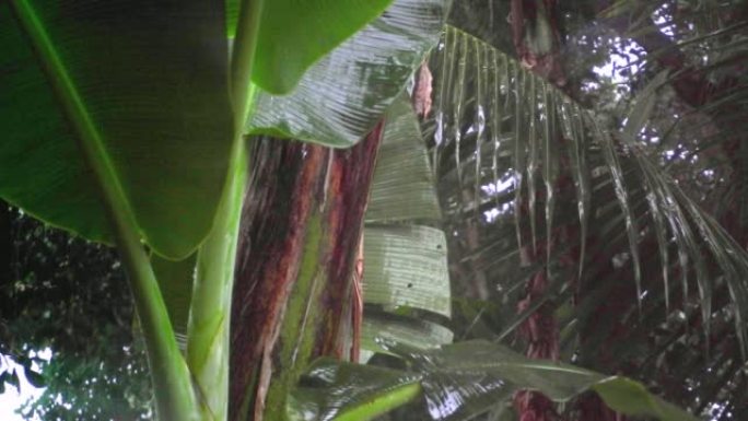 香蕉树上的小雨