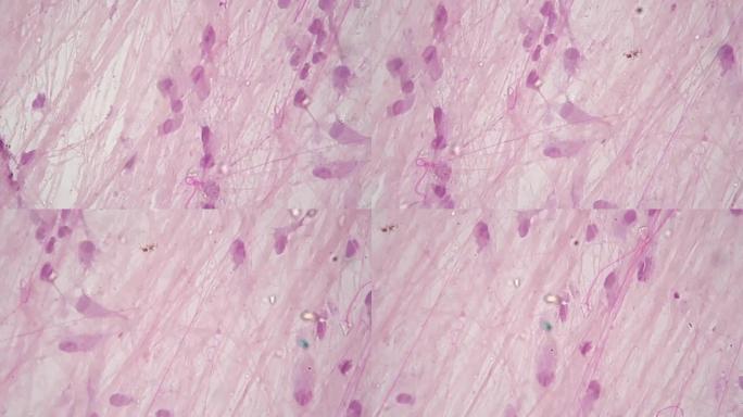 松散结缔组织整体安装显微视图，400倍放大在明场上拍摄