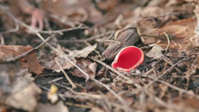 森林地板上的猩红色精灵杯。球菌。早春。