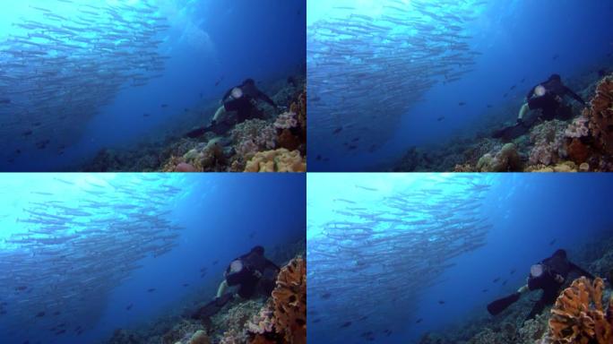 雪佛龙梭子鱼学校与珊瑚礁和潜水员的水下拍摄
