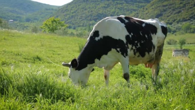 阿尔巴尼亚农村地区的免费奶牛