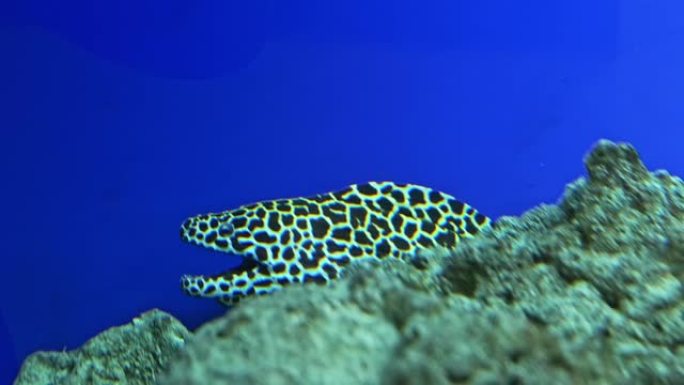 honeycomb moray eel together in coral rock overhan