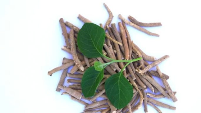 Ashwagandha干根药材，带新鲜叶子，也称为Withania Somnifera