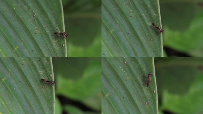 Odontomachus Bauri Ant