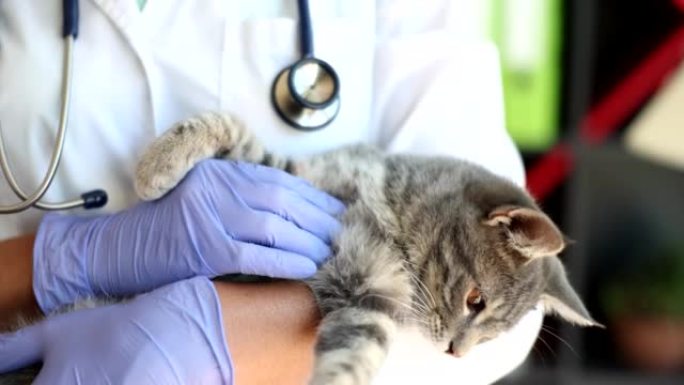 兽医医生手里拿着一只小灰猫在诊所拍4k电影慢动作