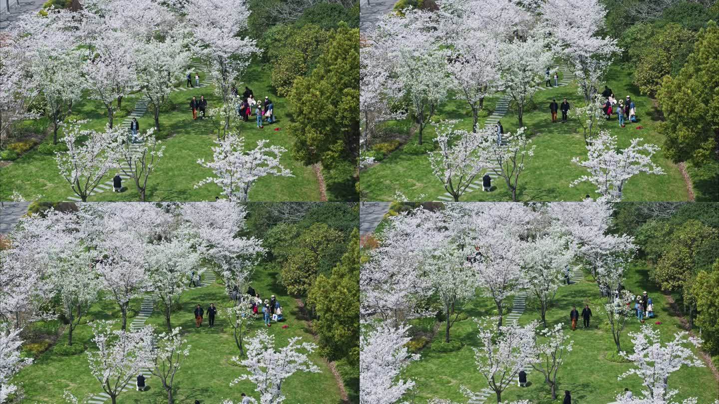 4K航拍 上海碧云社区樱花