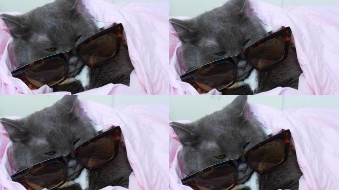 一只戴着墨镜和粉红色衬衫的迷人灰猫躺在床上，看着框架。一只穿着人类服装的迷人猫看起来超现实，好像在模