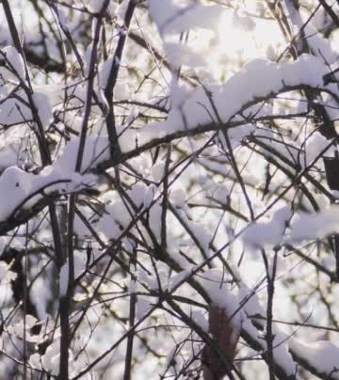 垂直视频，美丽的白雪皑皑的森林，阳光明媚的冬日。树枝上的冰。慢动作。Steadicam射击