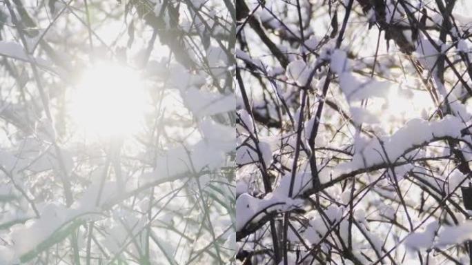 垂直视频，美丽的白雪皑皑的森林，阳光明媚的冬日。树枝上的冰。慢动作。Steadicam射击