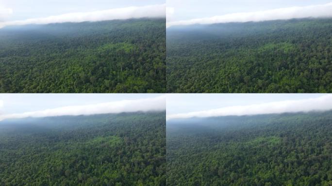 鸟瞰图雨林，山上有雾，从上面看森林纹理