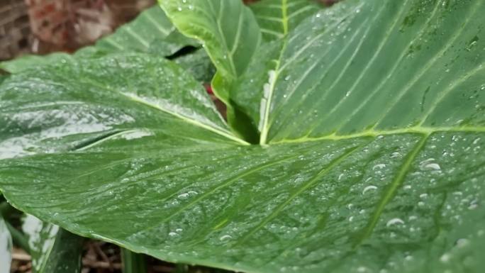 植物 雨水绿色植物水珠 雨滴流水雨水雨滴