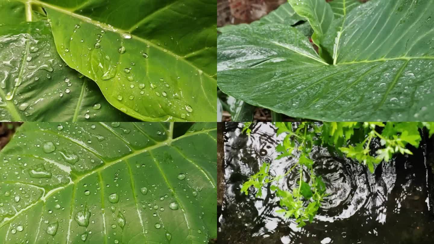 植物 雨水绿色植物水珠 雨滴流水雨水雨滴