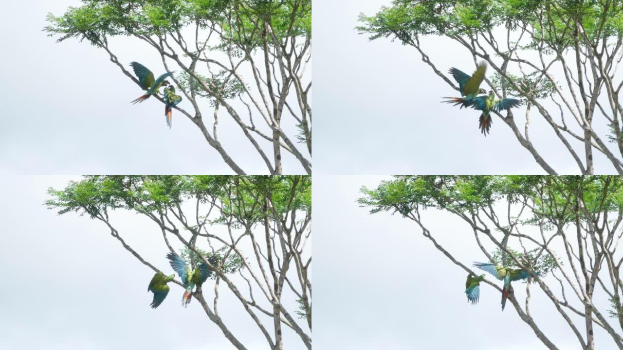 两只伟大的绿色金刚鹦鹉的慢动作长镜头在树上打架