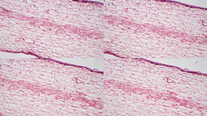显微镜下100x对明场的纵切面蛇床草的纵切面