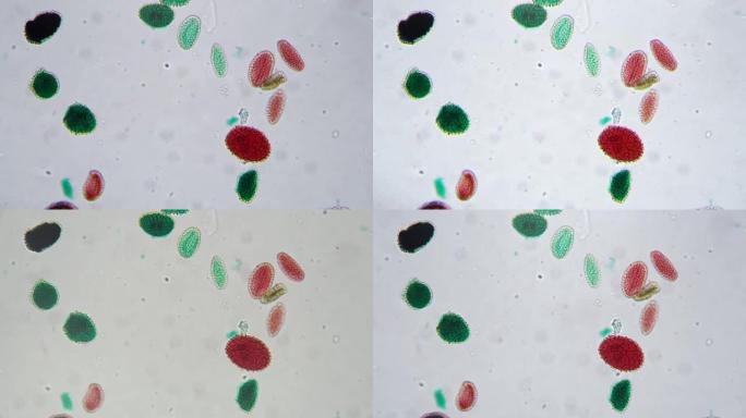 显微镜观察亮场上绿色和红色花粉萌发的200倍