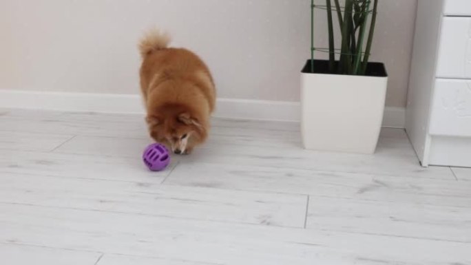 满意的红发德国斯皮茨狗玩紫色球