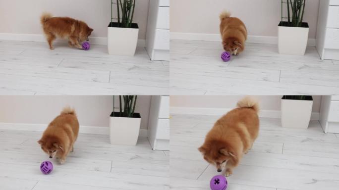 满意的红发德国斯皮茨狗玩紫色球