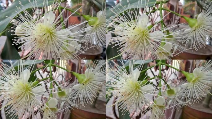 种植在花盆中的水状玫瑰苹果植物的小树枝正在学习开花