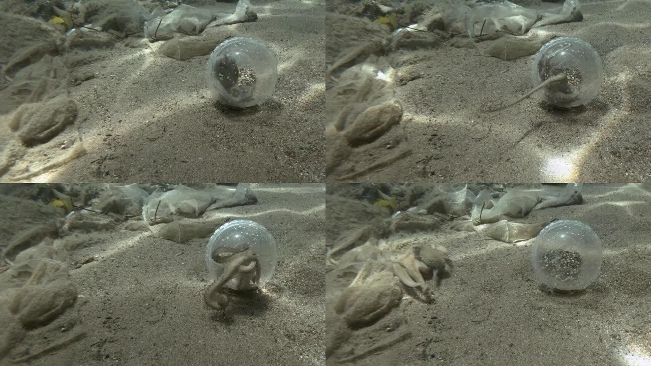 章鱼从透明的塑料鸡尾酒杯中出来，到海底的塑料垃圾场。欧洲章鱼或普通章鱼 (Octopus vulga