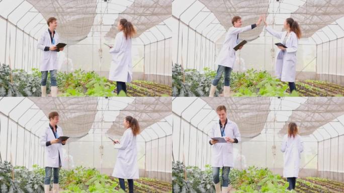 忙碌的农民男女检查温室中的植物，将数据输入平板电脑快乐行走
