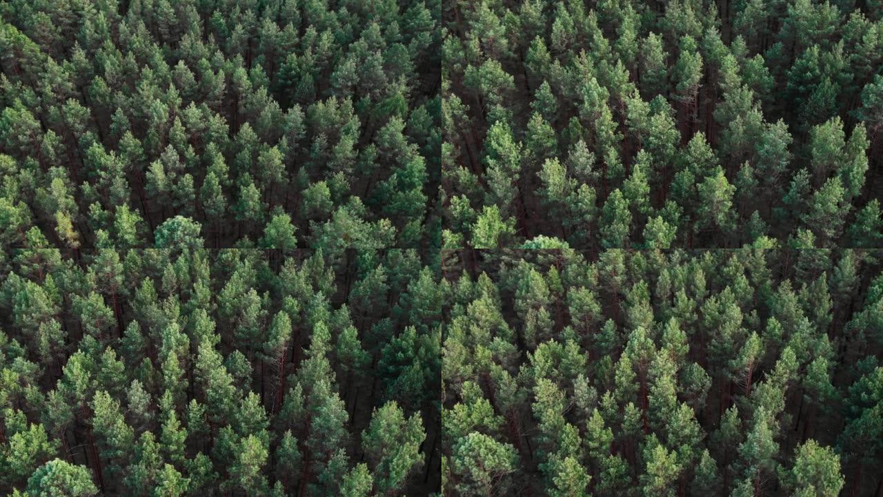 飞越森林。高大的树木。直升机上的景色。直升机搜索。缓慢下降的摄像机移动和旋转。版本4