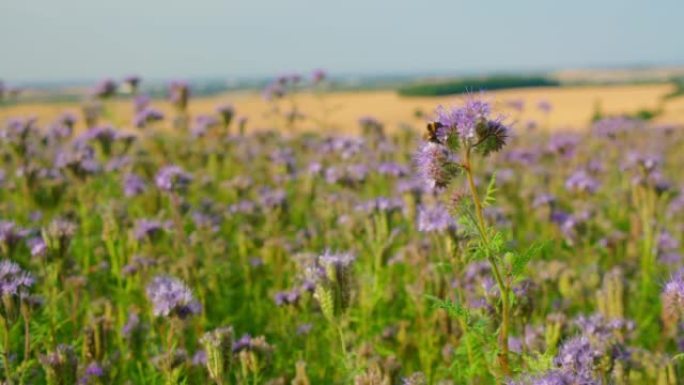 Phacelia tanacetifolia是琉璃苣科紫草科的一种开花植物，花边phacelia，蓝