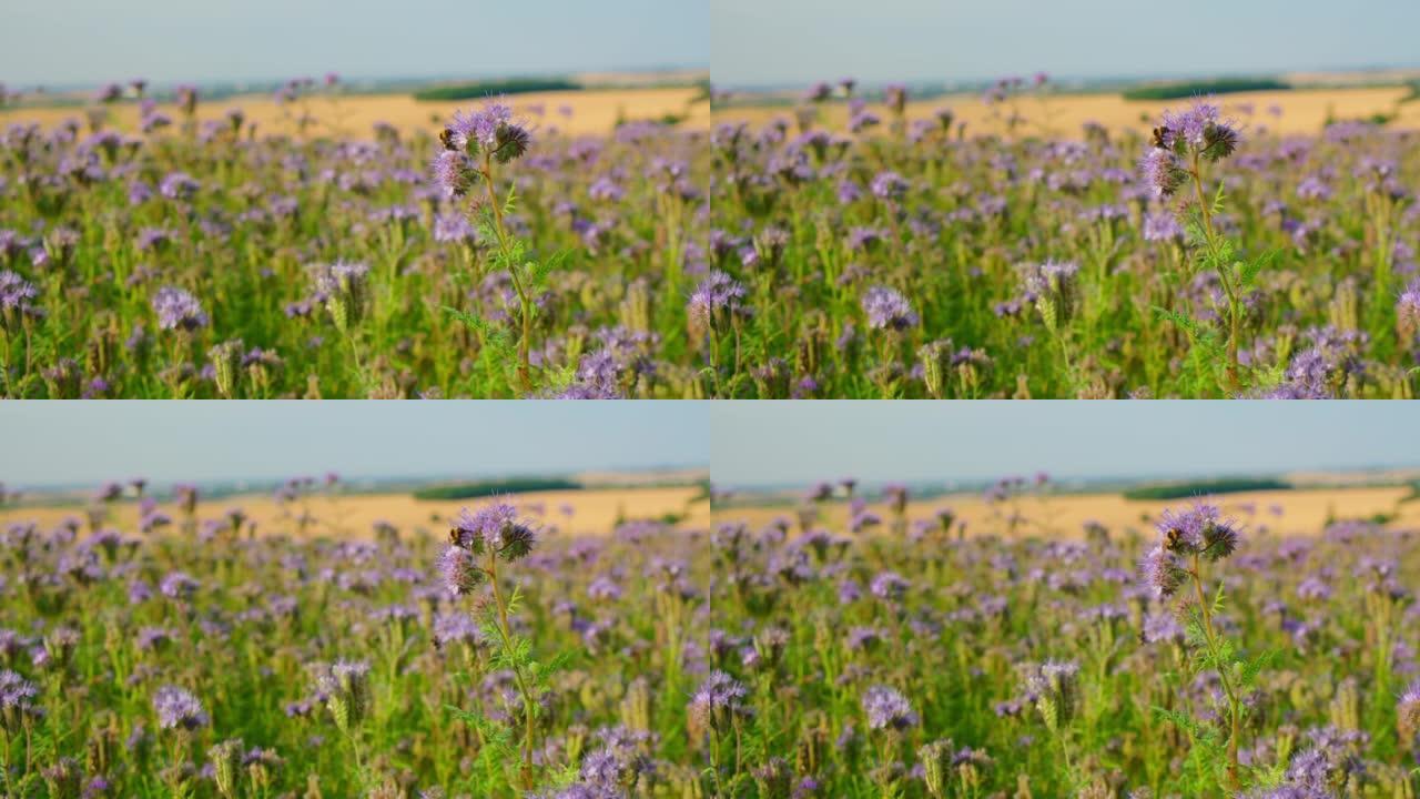 Phacelia tanacetifolia是琉璃苣科紫草科的一种开花植物，花边phacelia，蓝